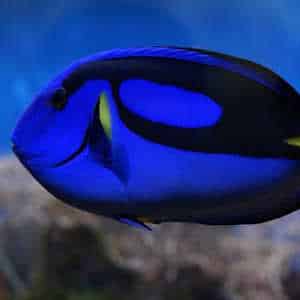 Jamaica Fauna Pallet surgeonfish