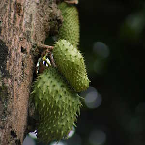 Jamaica Flora Guanabana