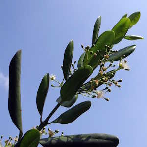 Jamaica Flora Pimiento sarangib