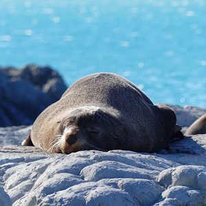 New Zealand Destinations Seal at Kaikoura
