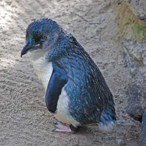 New Zealand Fauna Blue Penguin