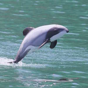 New Zealand Fauna Hectors Dolphin