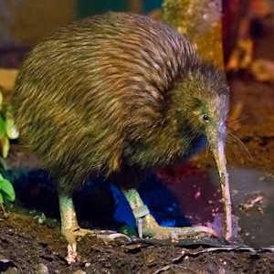 New Zealand Fauna Kiwi bird