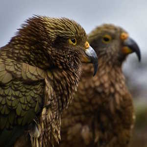 New Zealand Fauna Mountain Parrot