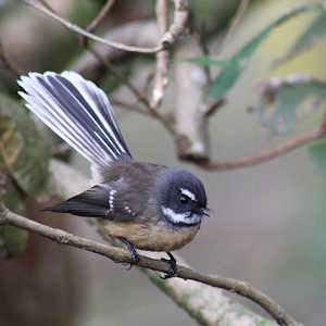 New Zealand Fauna Pwakawaka