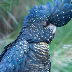 New Zealand Fauna Red-Tailed Black Cockatoo