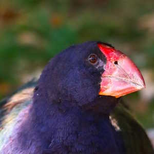 New Zealand Fauna Takahe bird