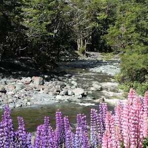 New Zealand Flora Devils punchbowl