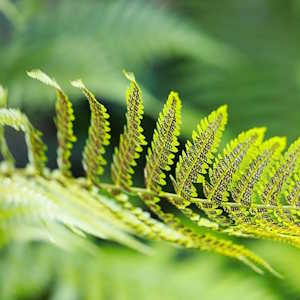 New Zealand Flora Fern
