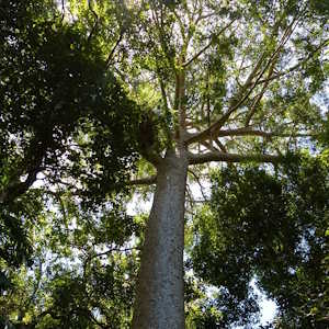 New Zealand Flora Kauri Tree