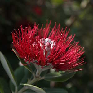 New Zealand Flora New Zealand Christmas Tree