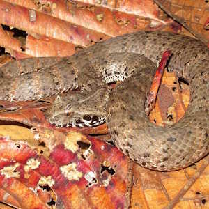 Papua New Guinea Fauna Acanthophis laevis
