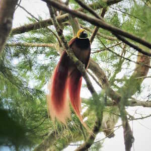 Papua New Guinea Fauna Bird of Paradise