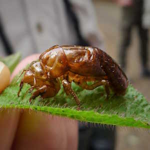 Papua New Guinea Fauna Cicada Exuvia