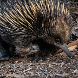 Papua New Guinea Fauna Echidna