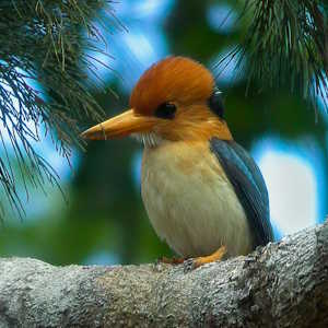Papua New Guinea Fauna Kingfisher