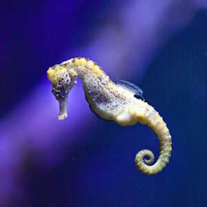 Papua New Guinea Fauna Seahorse