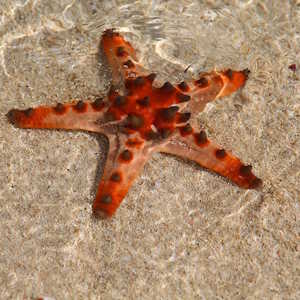 Papua New Guinea Fauna Seastar