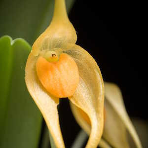 Papua New guinea Flora Bulbophyllum ankylochele