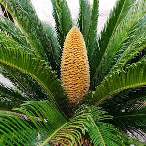 Papua New guinea Flora Sago Palm