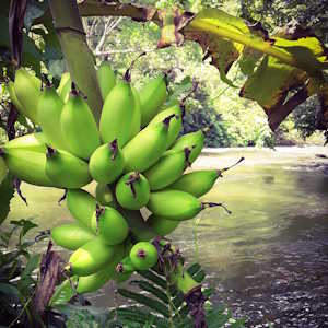 Papua New guinea Flora bananas
