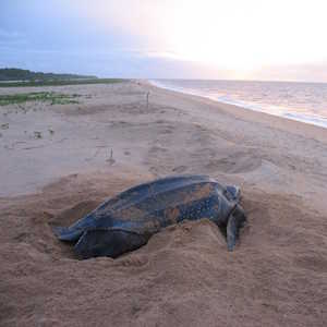 Saint Lucia Fauna Leatherback turtle