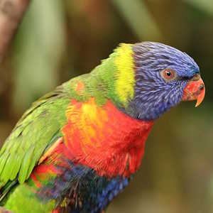 Saint Lucia Fauna Saint Lucia Parrot