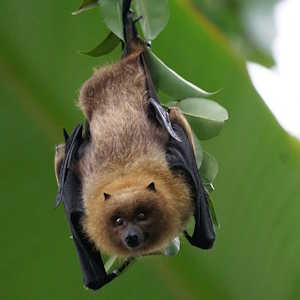 Saint Lucia Fauna bats