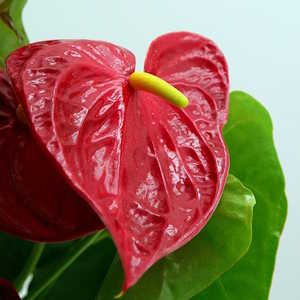 Flamingo Flower