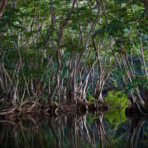Saint Lucia Flora Mangroves