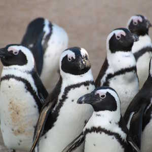 South America Chile Destinations Magellanic penguins