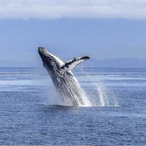 South America Chile Fauna Humpback Whale