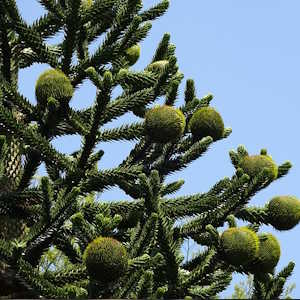South America Chile Flora Monkey Puzzle Tree.