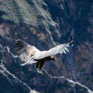 South America Ecuador - Fauna condor