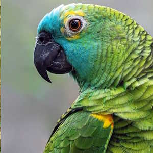 South America Ecuador - Fauna - Amazon Parrot