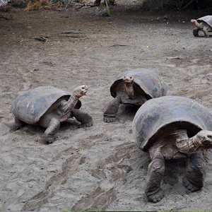 South America Ecuador - Fauna - tortoise