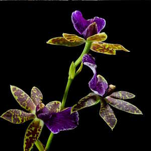 South America Ecuador - Flora orchid