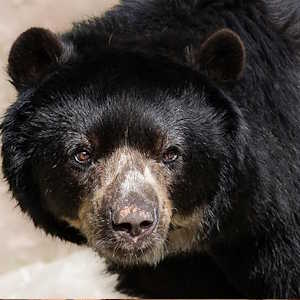South America Ecuador - fauna Andean Bear