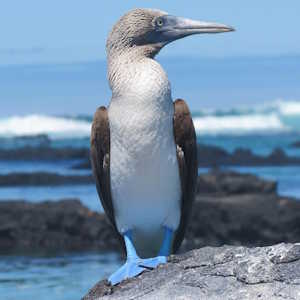 South America Ecuador - fauna Blue Footed Boobie
