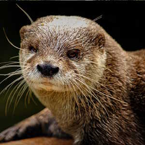 South America Ecuador - fauna Otter