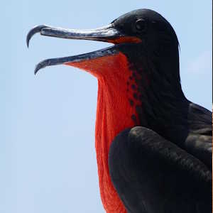 South America Ecuador - fauna frigate bird