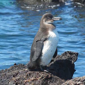 South America Ecuador - fauna penguin