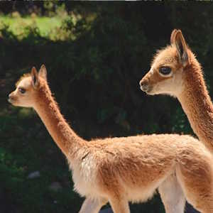 South America Ecuador - fauna vicuña