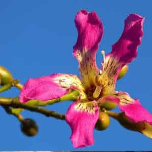 South America Ecuador - flora Kapok Tree