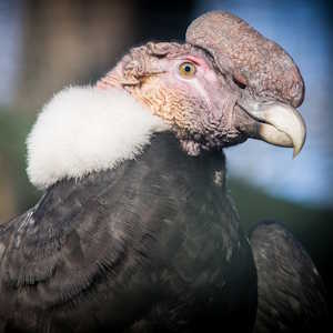 South America Fauna Andean Condor