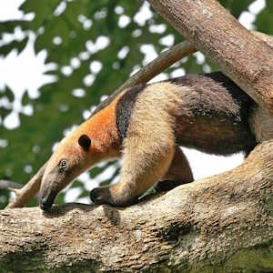 South America Fauna Anteater