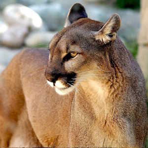South America Fauna Puma