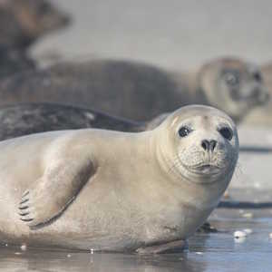 South America Chile Fauna Seal