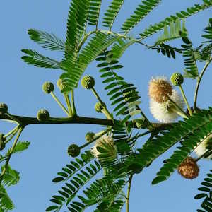 South America Flora Acacia Flowers