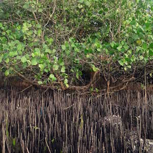 South America Flora Mangrove